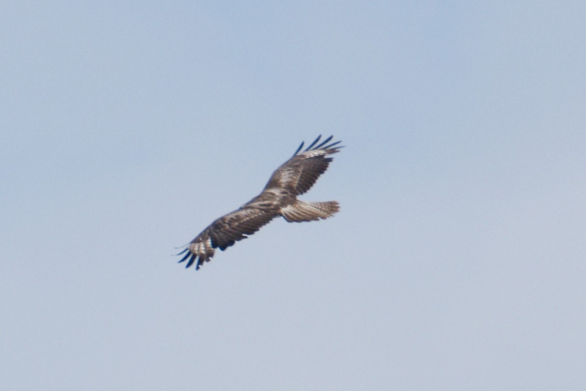 Common Buzzard - Kateřina Mrhačová