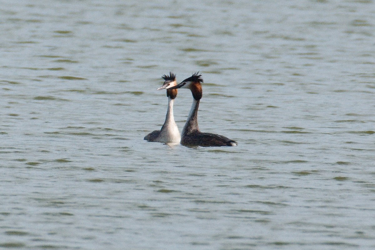 Great Crested Grebe - Kateřina Mrhačová