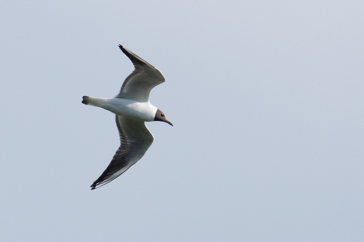 Black-headed Gull - Kateřina Mrhačová