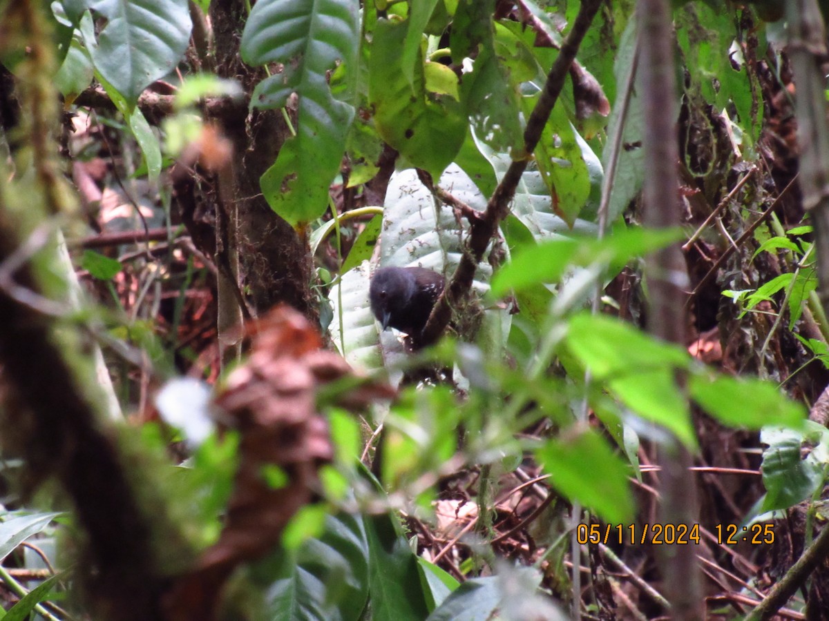 Dusky Antbird - Samuel Fairhurst