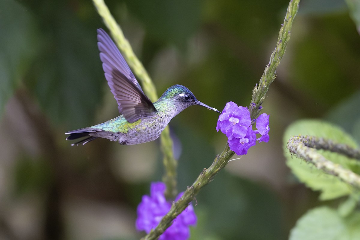Violet-headed Hummingbird - Jon Irvine