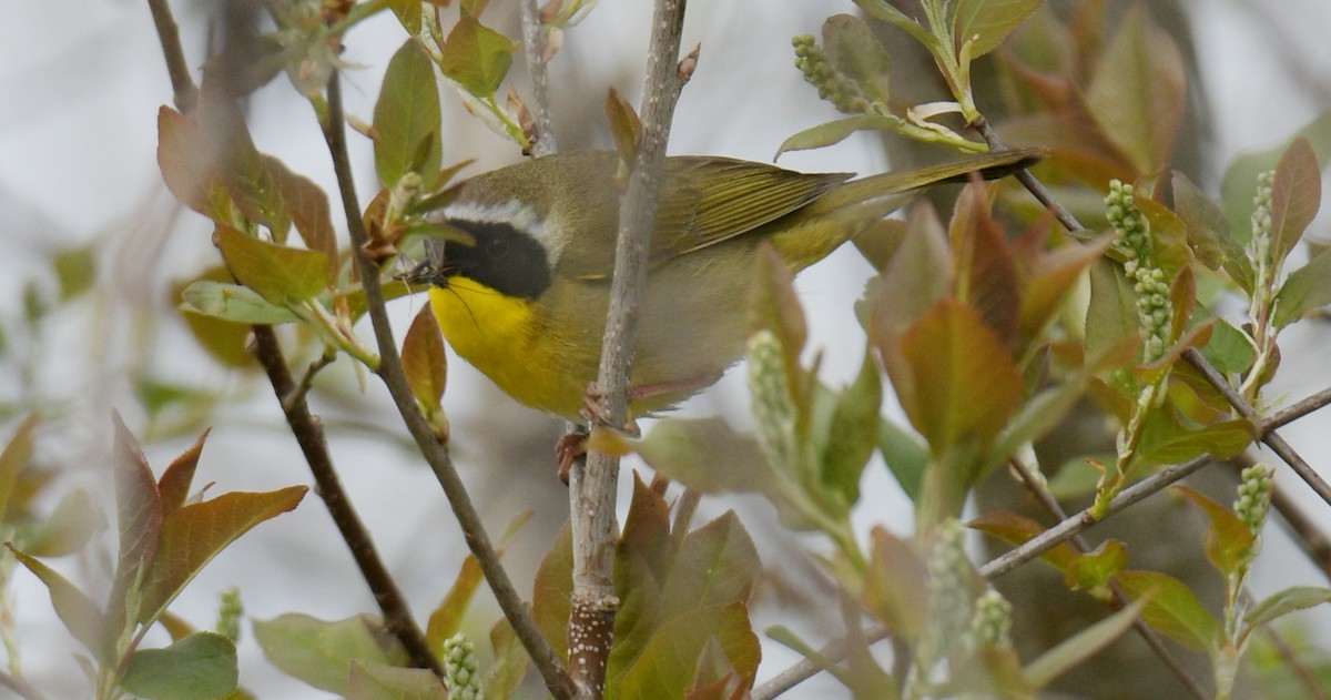 Common Yellowthroat - France Carbonneau