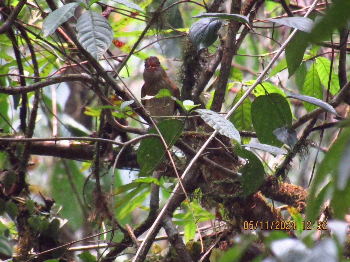 Bright-rumped Attila - Samuel Fairhurst