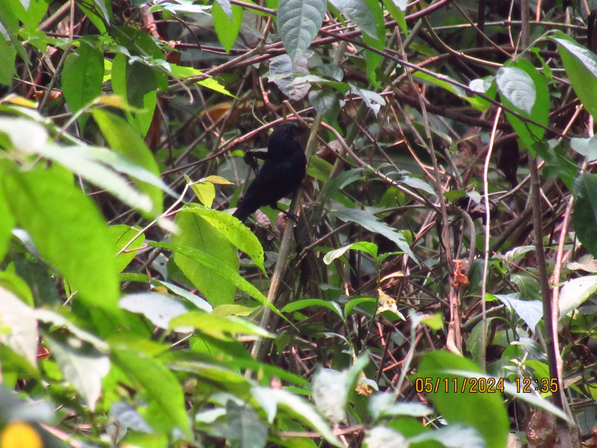 Blue-black Grosbeak - Samuel Fairhurst