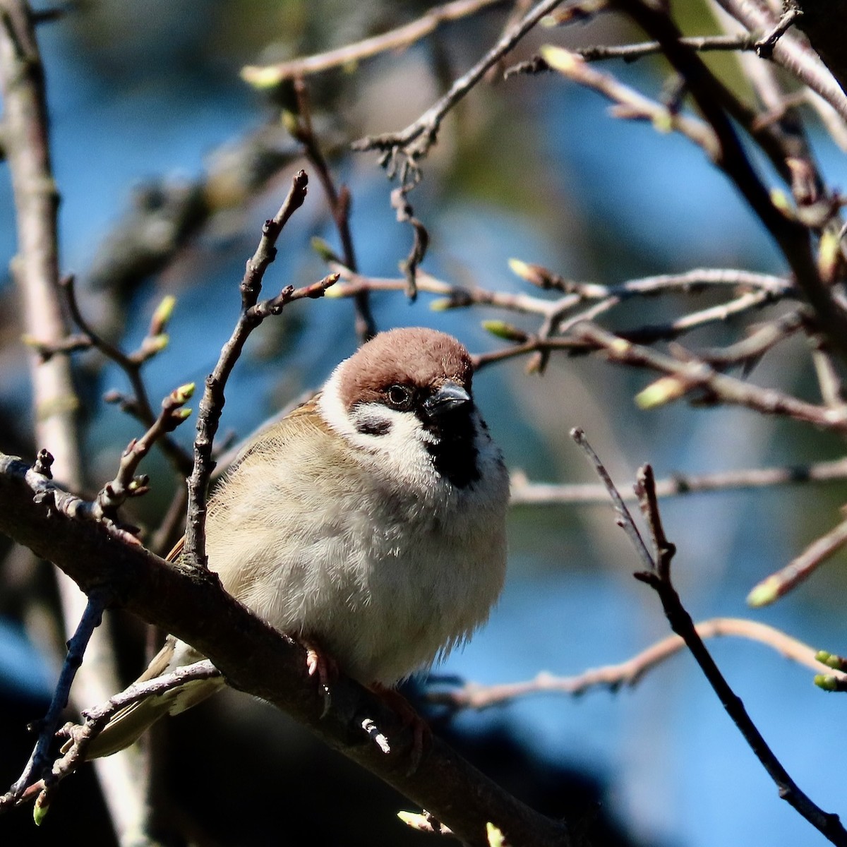 Eurasian Tree Sparrow - Erkki Lehtovirta