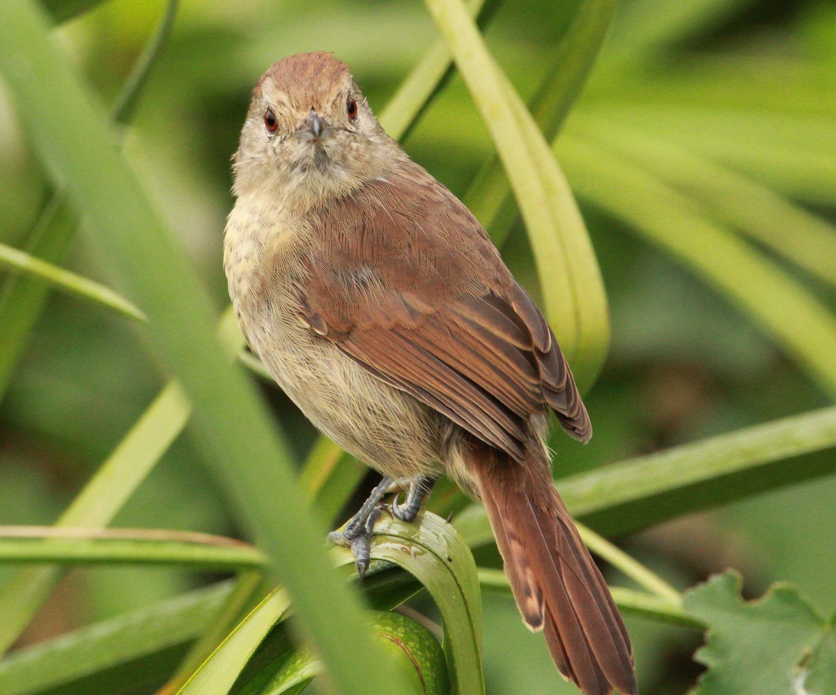 Rufous-capped Antshrike - Elisa Pieroni Javier Torres