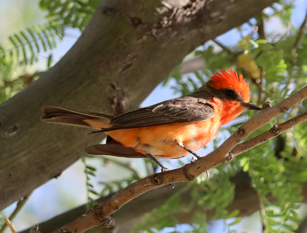 Vermilion Flycatcher - ML618894898