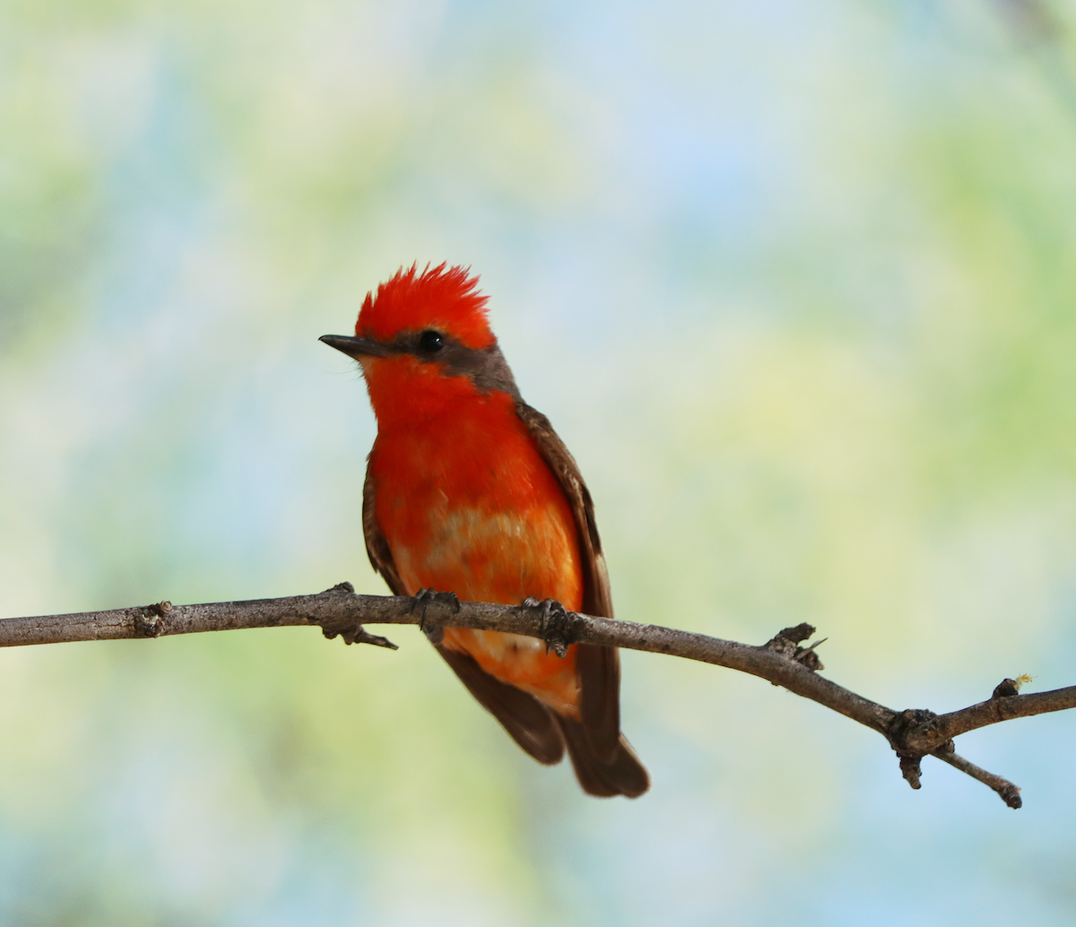 Vermilion Flycatcher - ML618894917