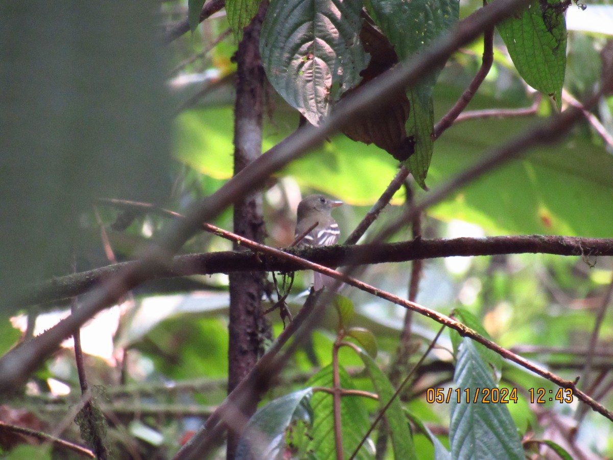 Acadian Flycatcher - Samuel Fairhurst