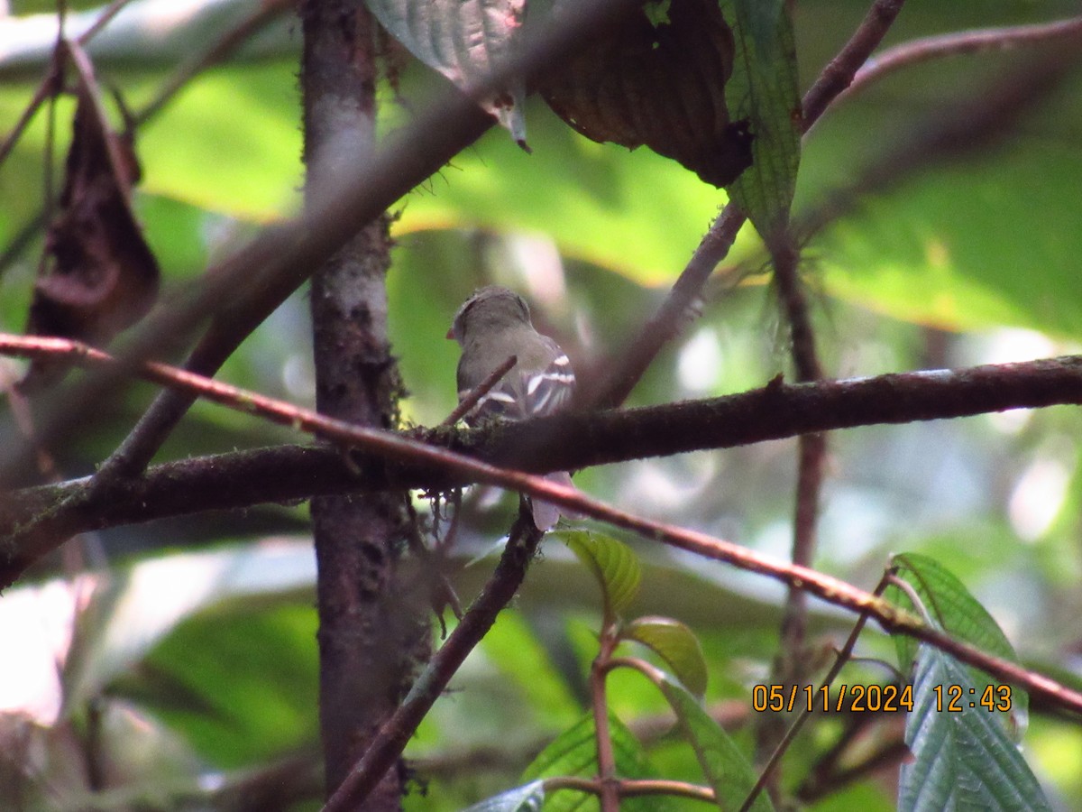 Acadian Flycatcher - Samuel Fairhurst