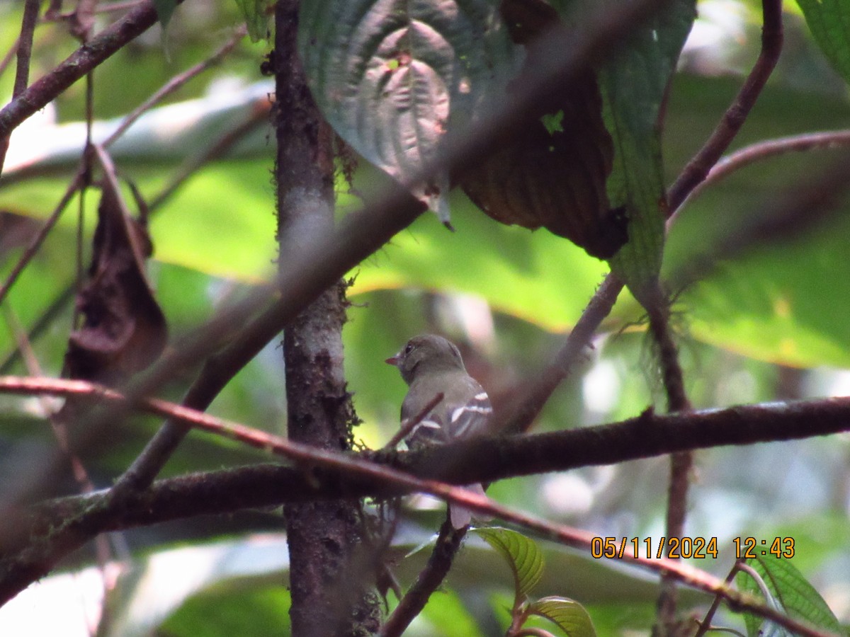 Acadian Flycatcher - Samuel Fairhurst