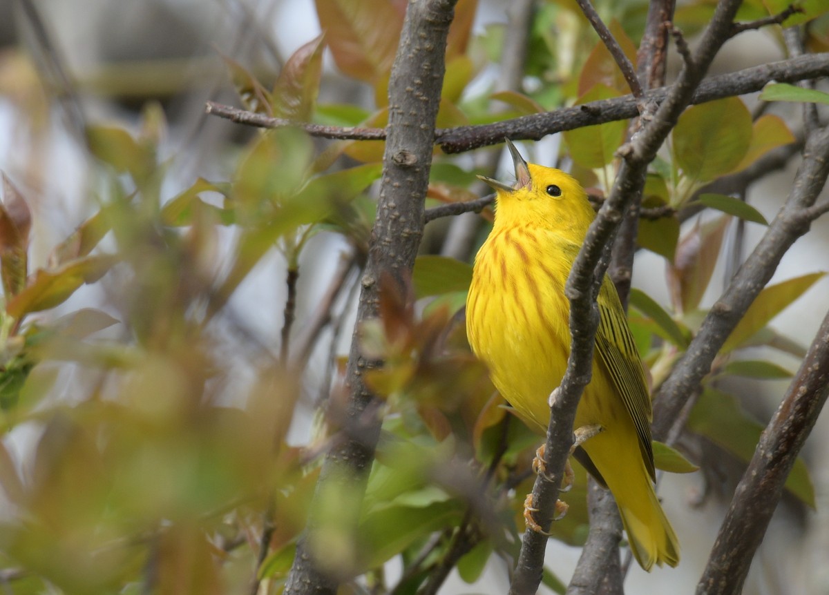 Yellow Warbler - France Carbonneau