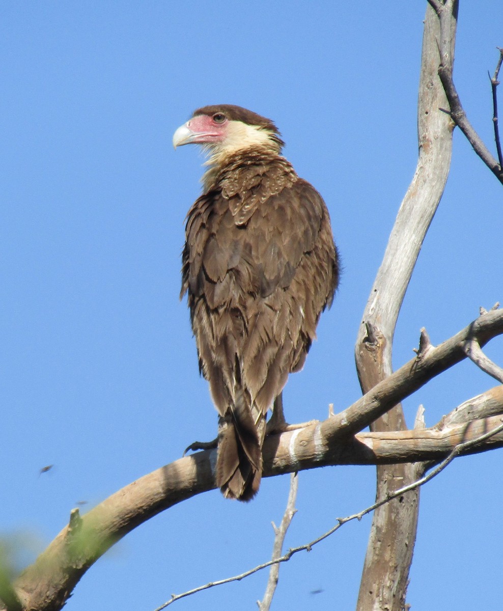 Crested Caracara - Doug Jenness