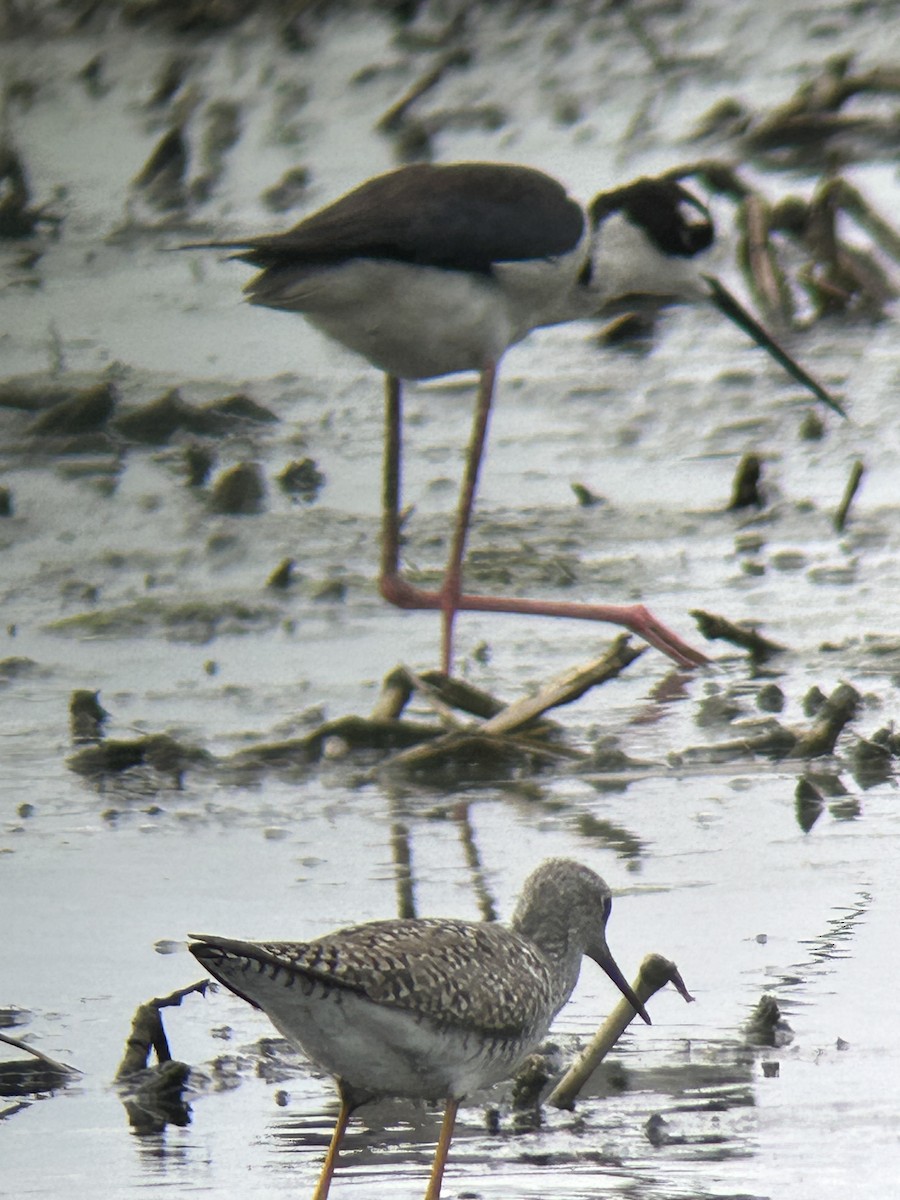 Black-necked Stilt - ML618894971