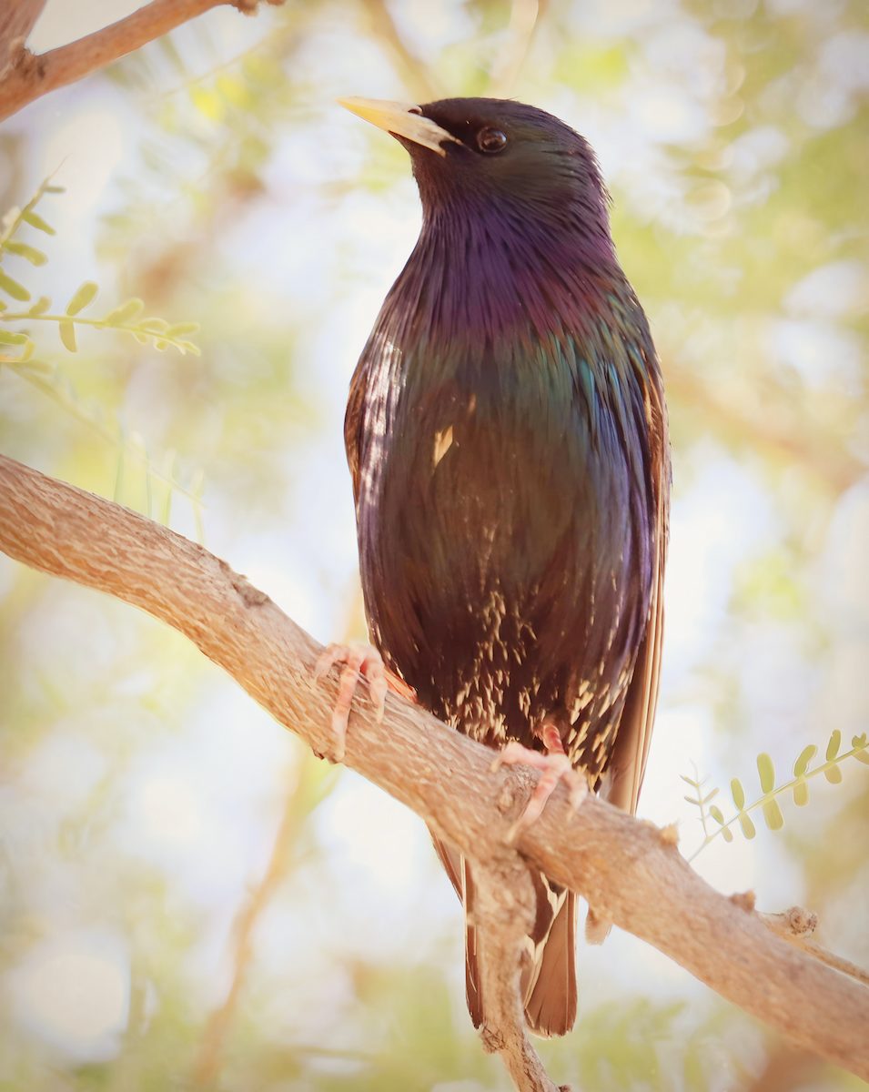 European Starling - ML618894975