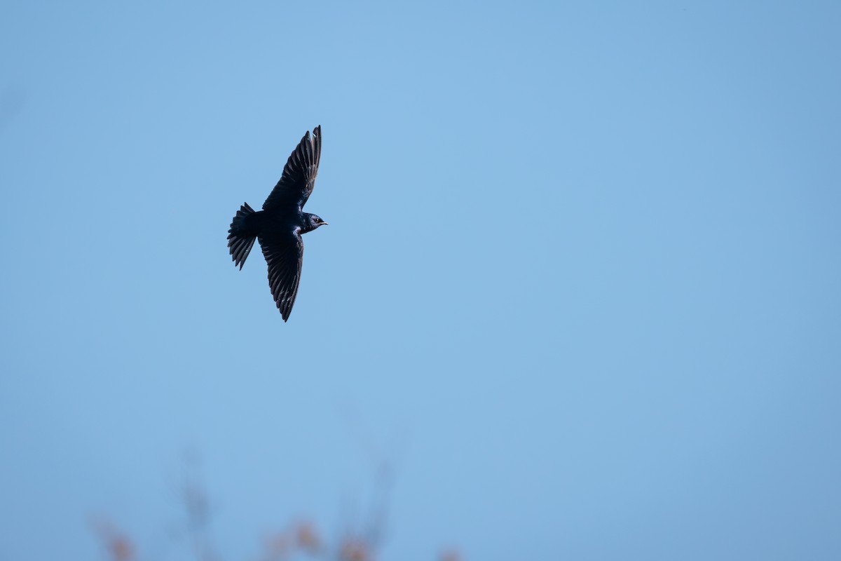 Purple Martin - ML618894981