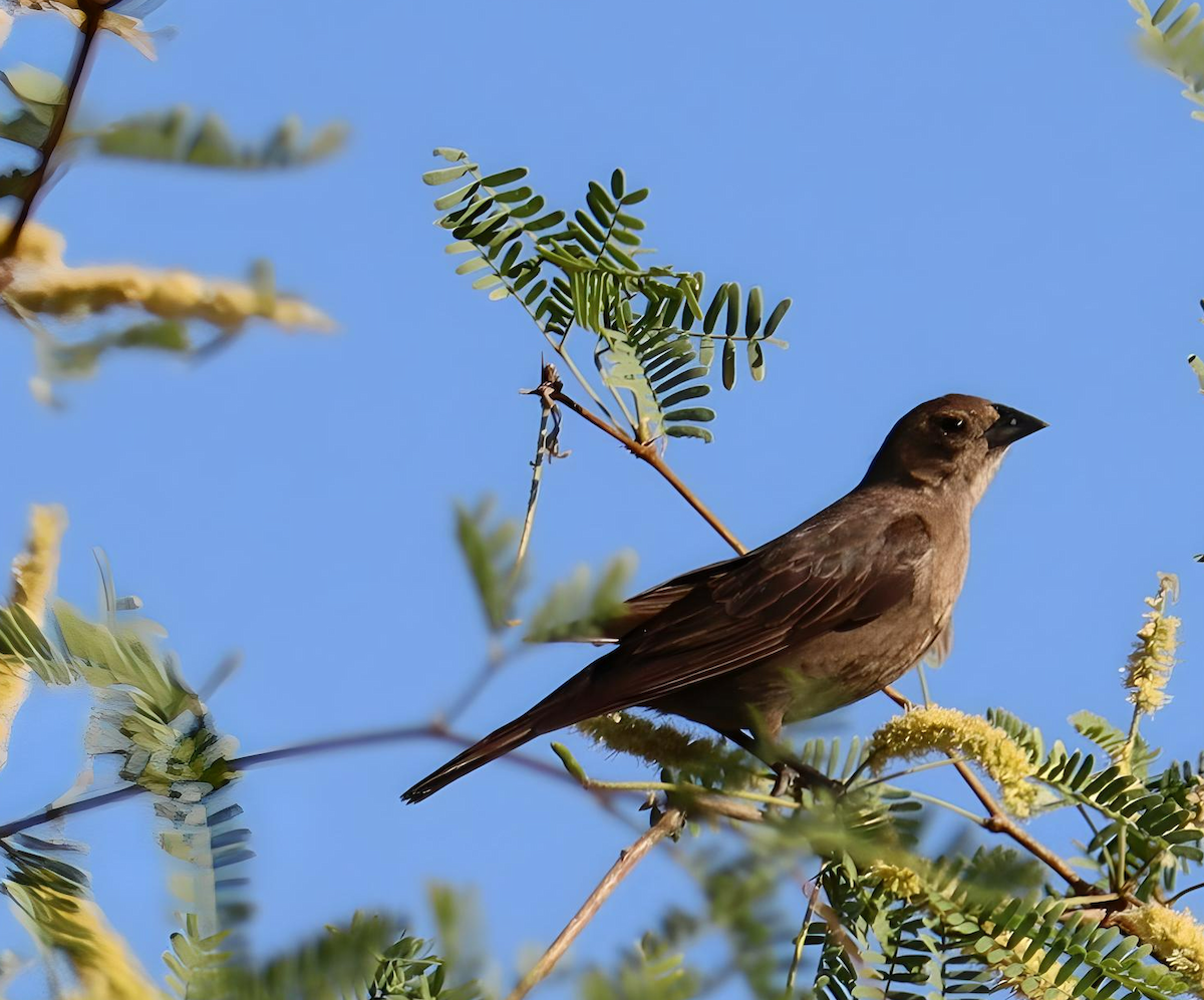 Brown-headed Cowbird - ML618894986