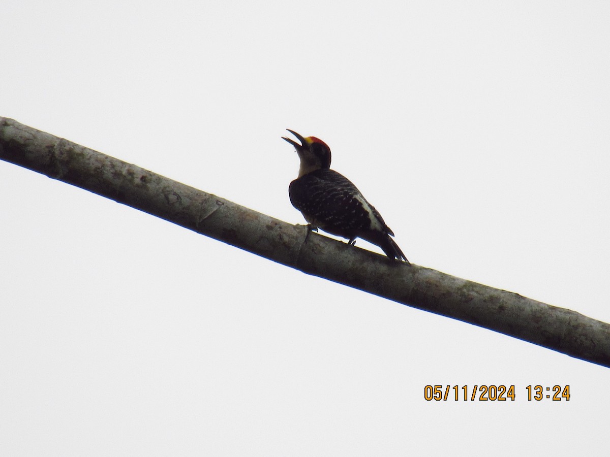 Black-cheeked Woodpecker - Samuel Fairhurst