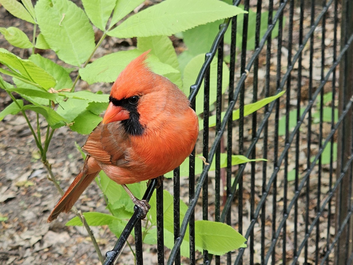 Northern Cardinal - ML618895003