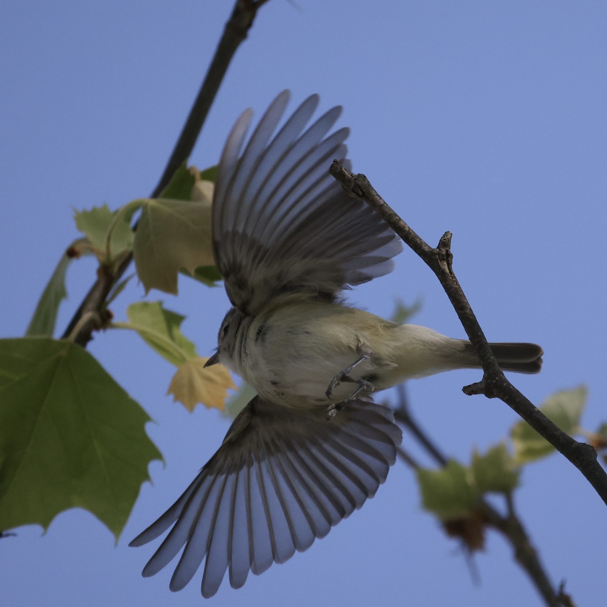 Warbling Vireo - Michael Burkhart