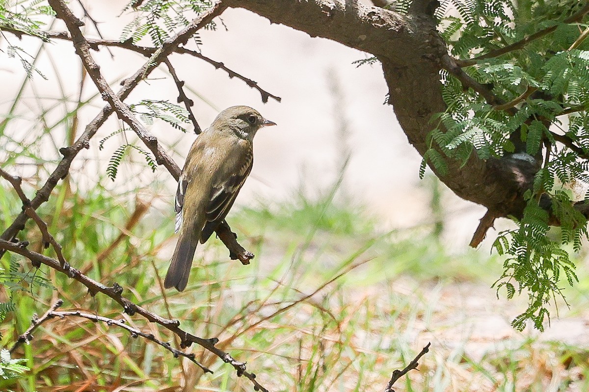 White-throated Flycatcher - ML618895050