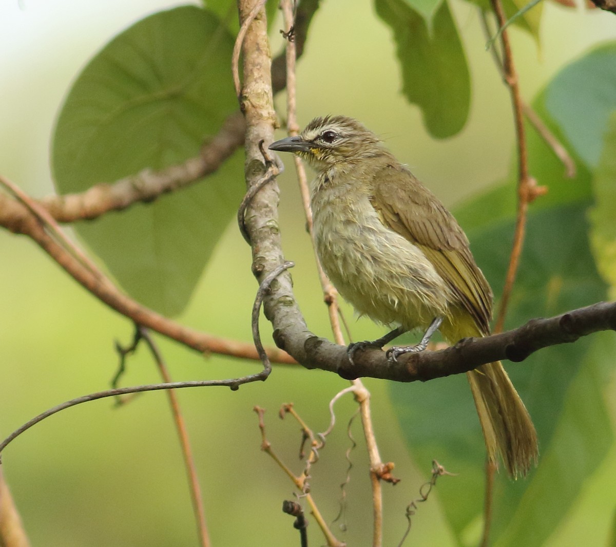 White-browed Bulbul - Savio Fonseca (www.avocet-peregrine.com)