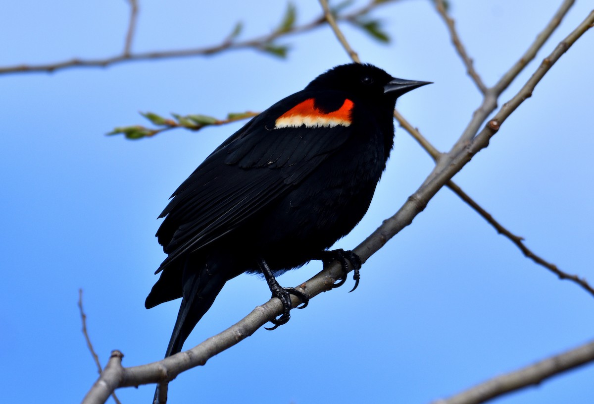 Red-winged Blackbird - Dominic Thibeault