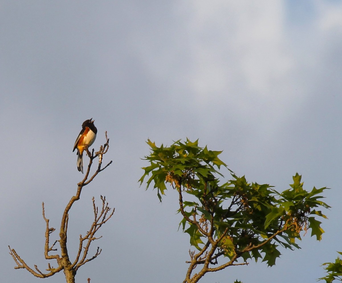 Eastern Towhee - ML618895081