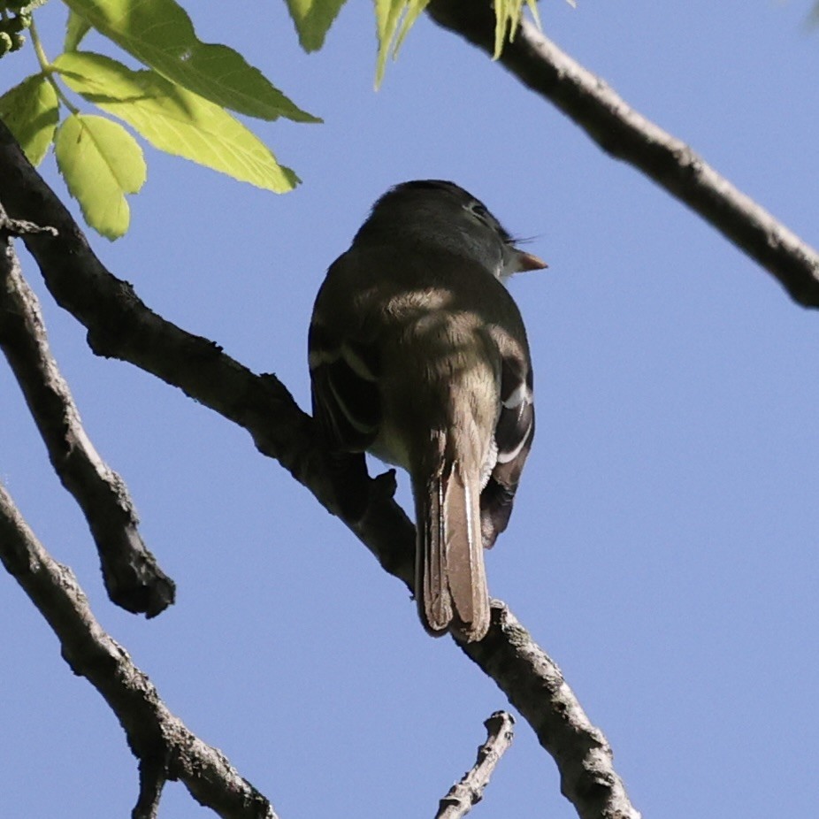 Moucherolle tchébec - ML618895086