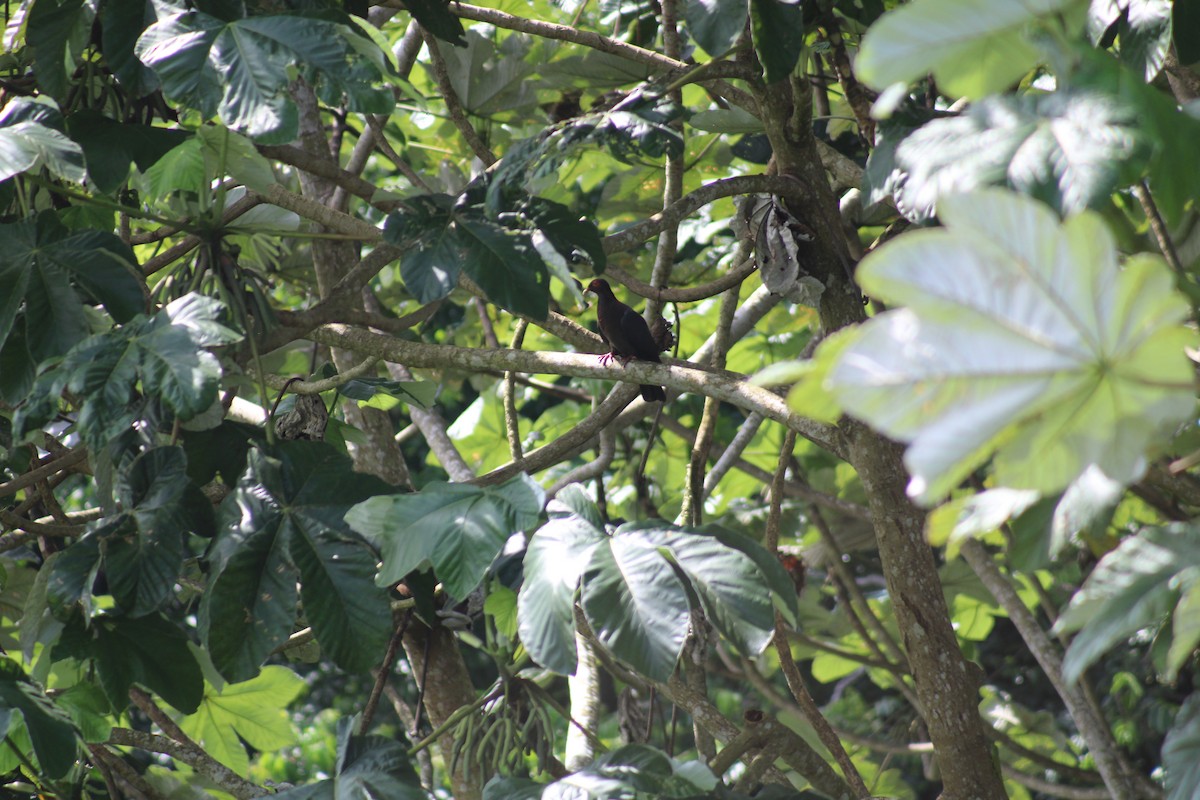 Scaly-naped Pigeon - Juan Rosa