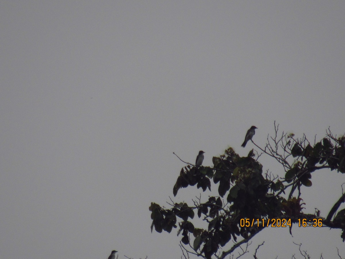 Eastern Kingbird - Samuel Fairhurst