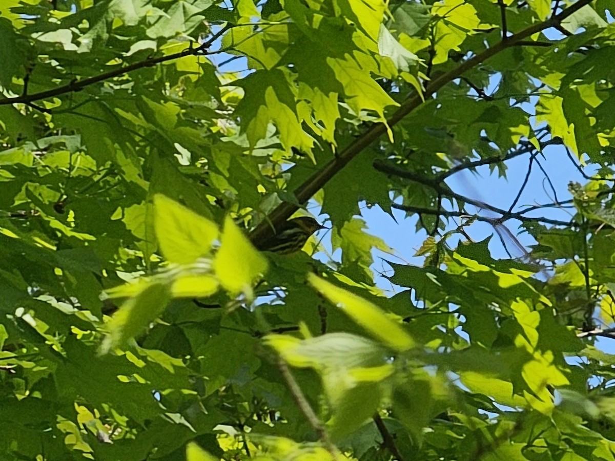 Cape May Warbler - ML618895098