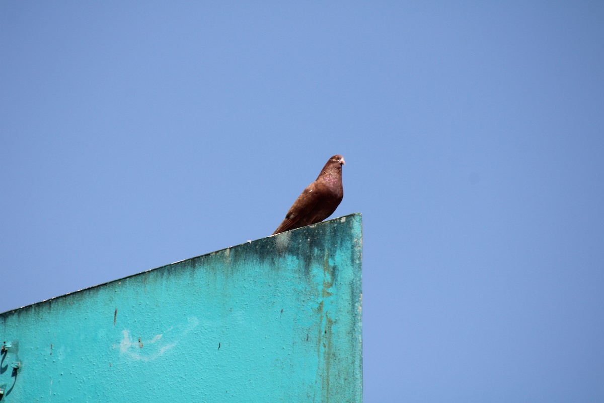 Rock Pigeon (Feral Pigeon) - Juan Rosa