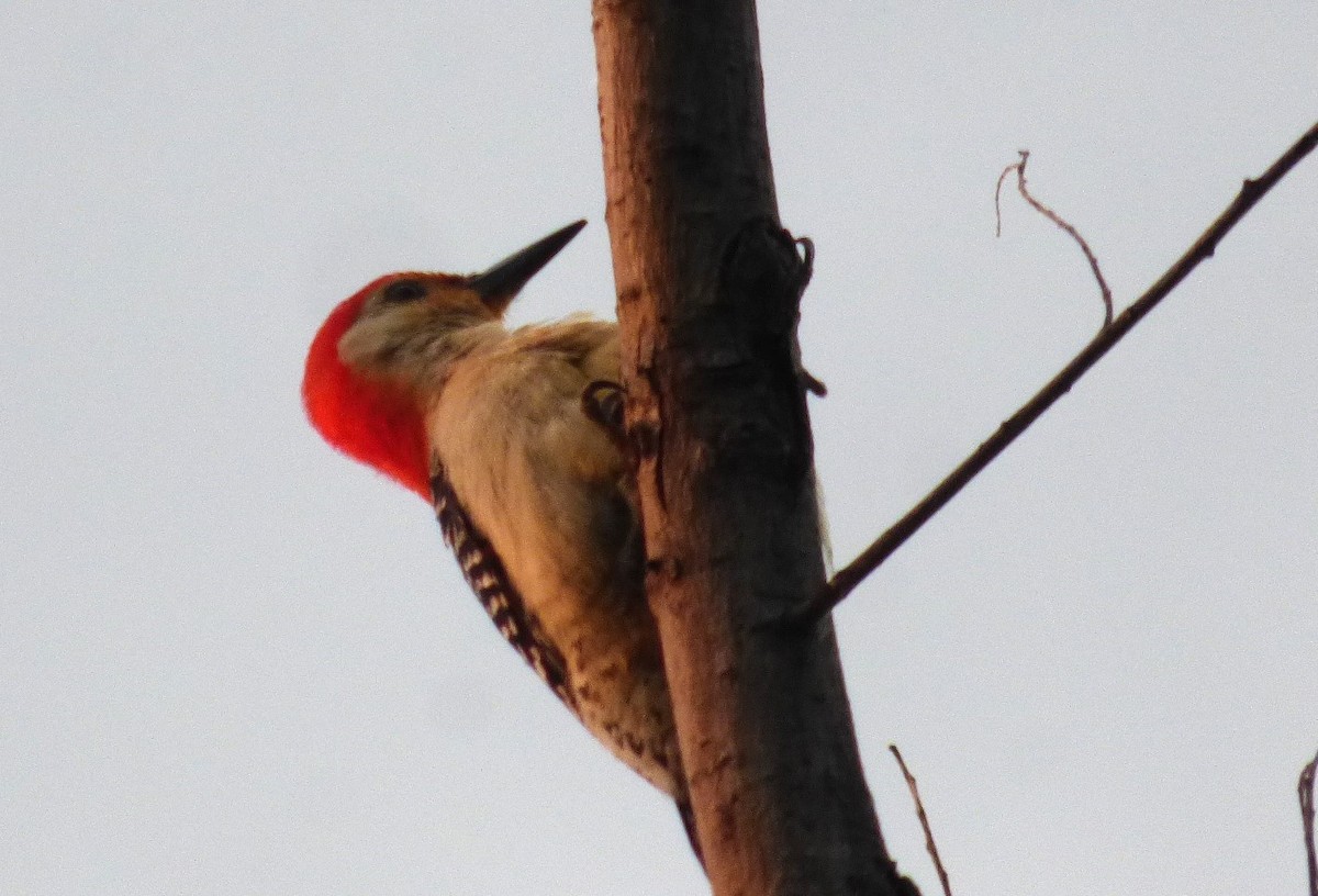 Red-bellied Woodpecker - Jessica Bowman