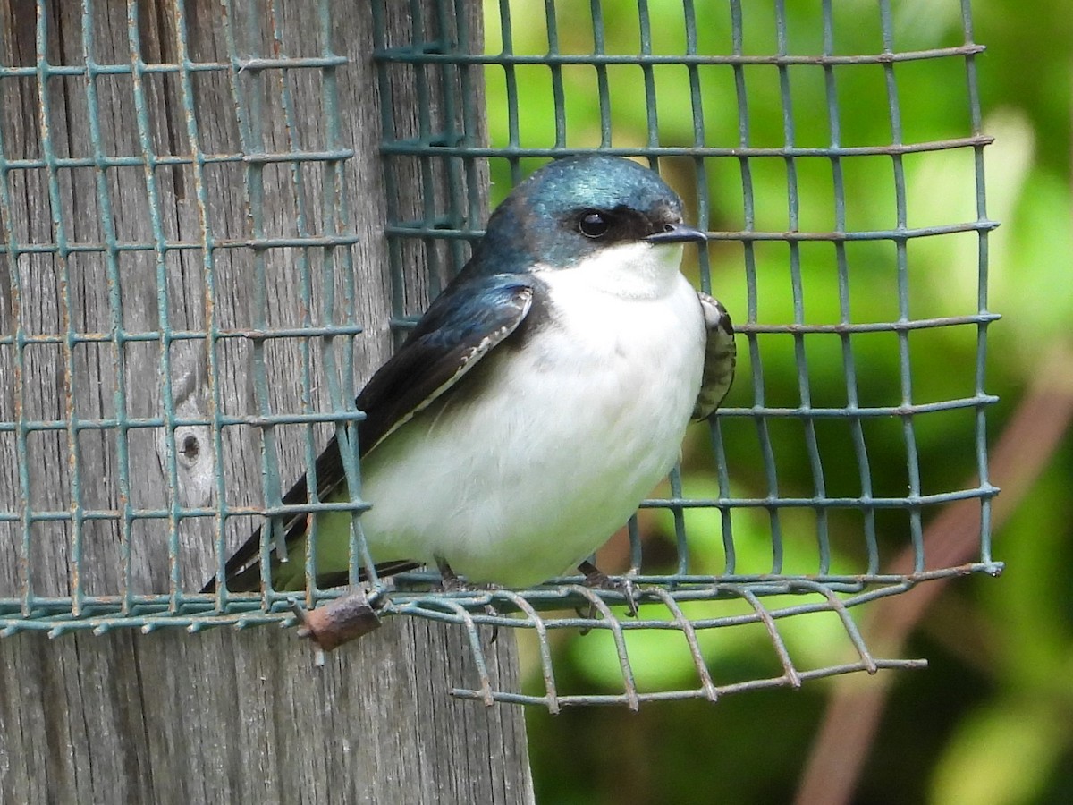 Tree Swallow - ML618895143