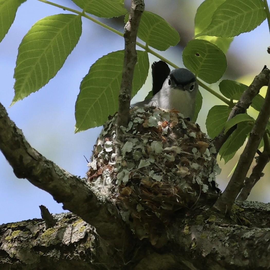 Blue-gray Gnatcatcher - ML618895148