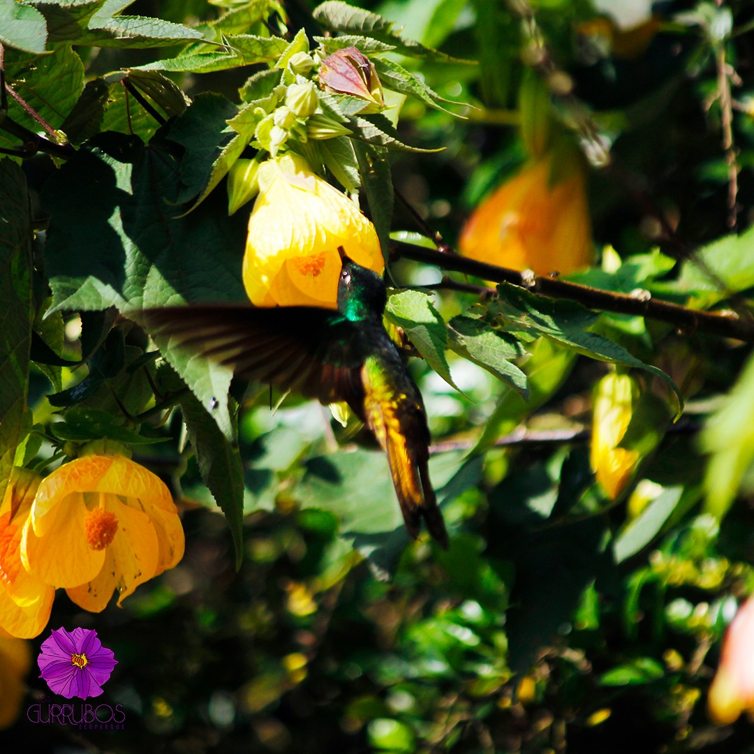 Goldbauchkolibri - ML618895150