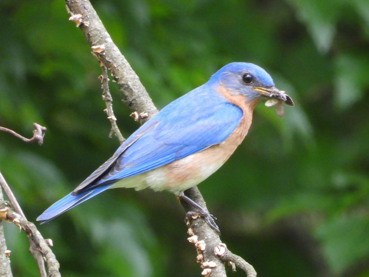 Eastern Bluebird - ML618895156