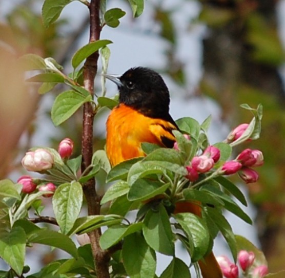 Baltimore Oriole - ML618895181