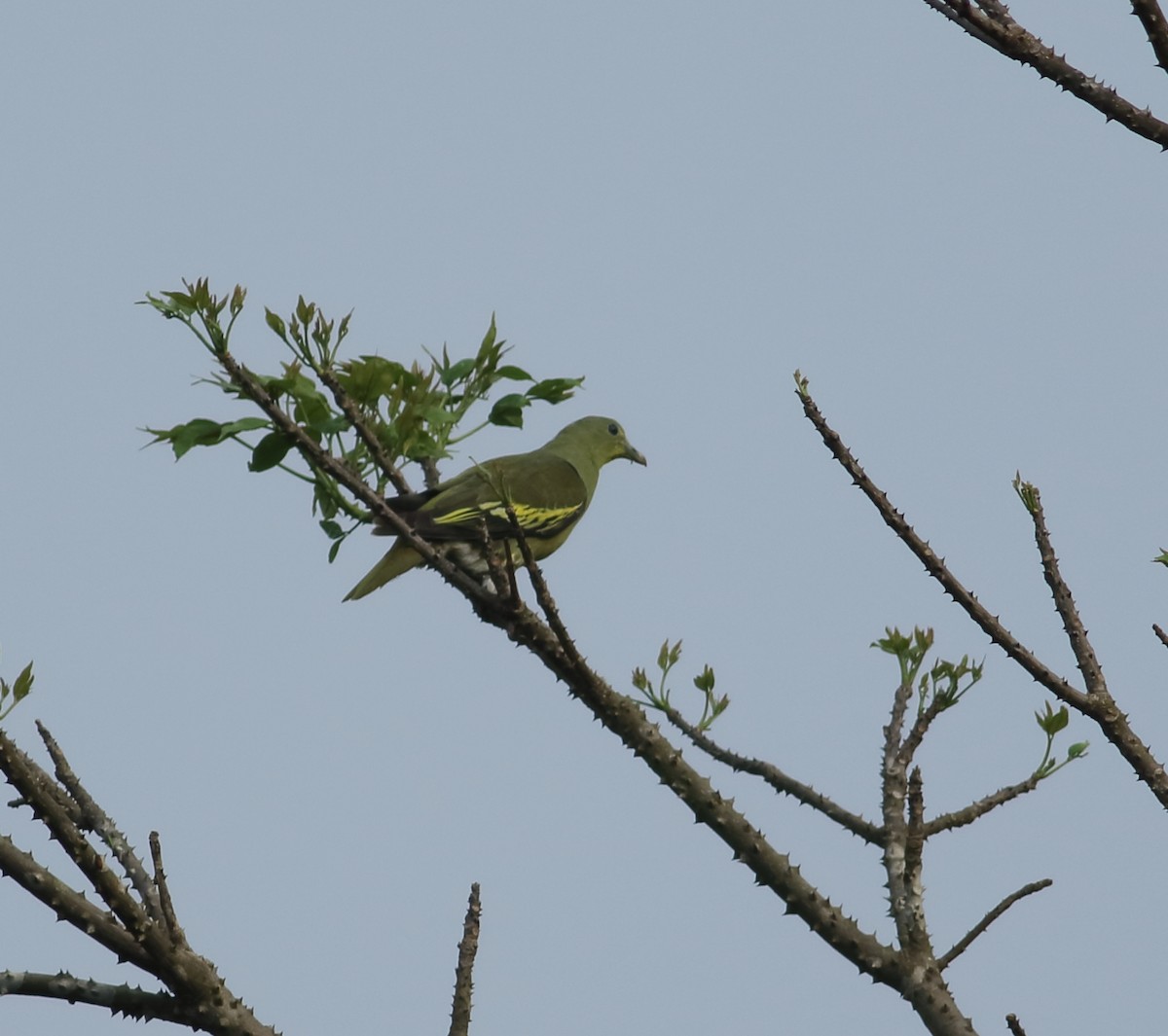 Gray-fronted Green-Pigeon - Savio Fonseca (www.avocet-peregrine.com)