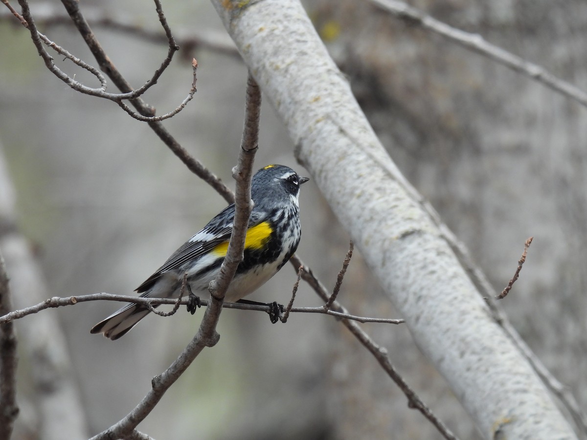 Yellow-rumped Warbler - ML618895196