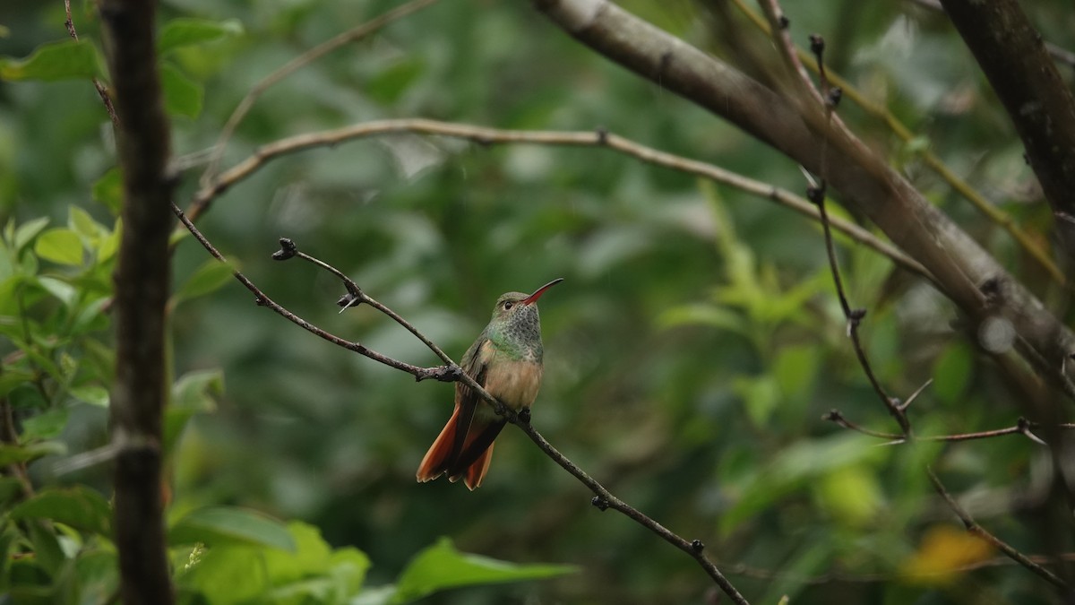 Buff-bellied Hummingbird - leo wexler-mann