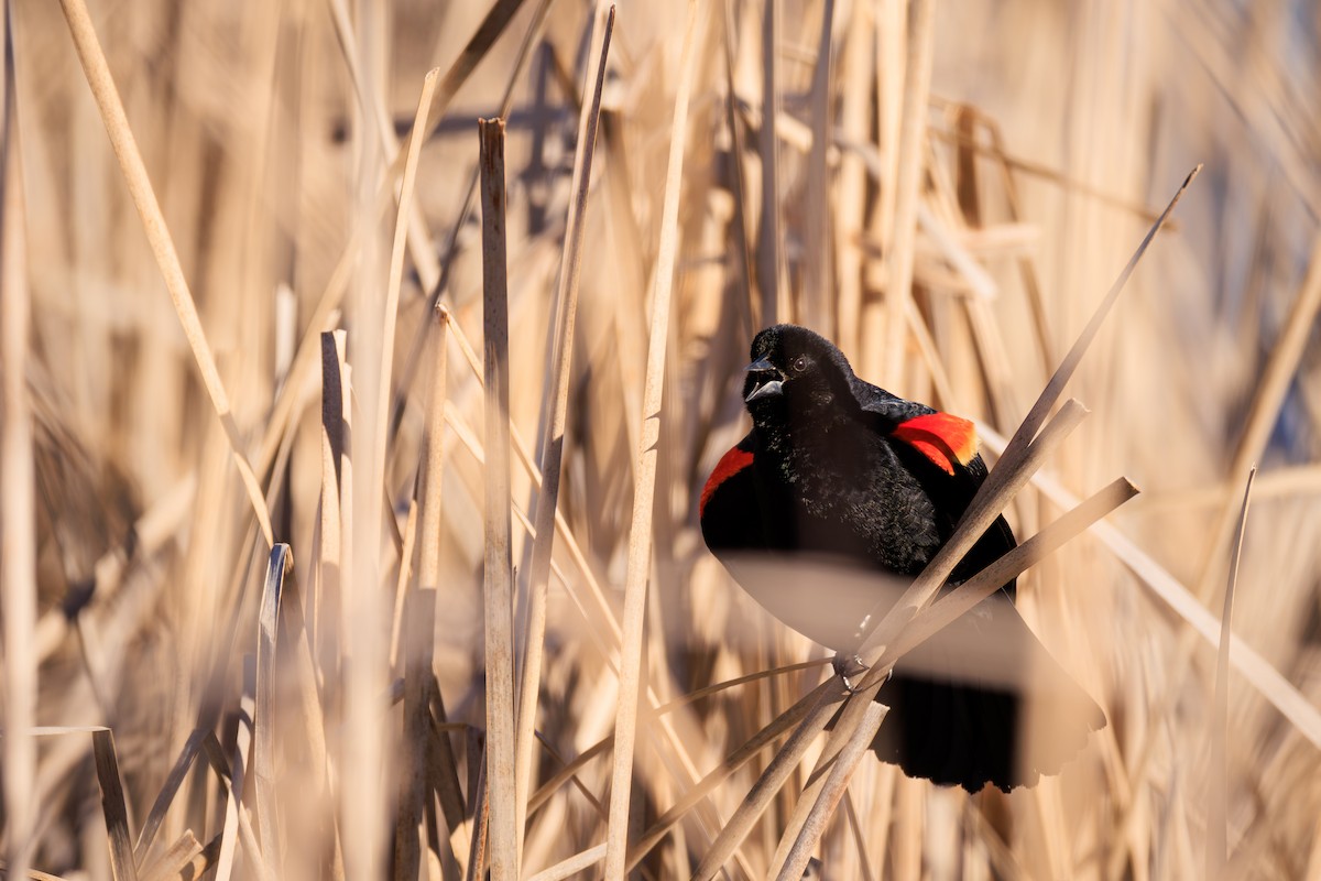 Red-winged Blackbird - ML618895199