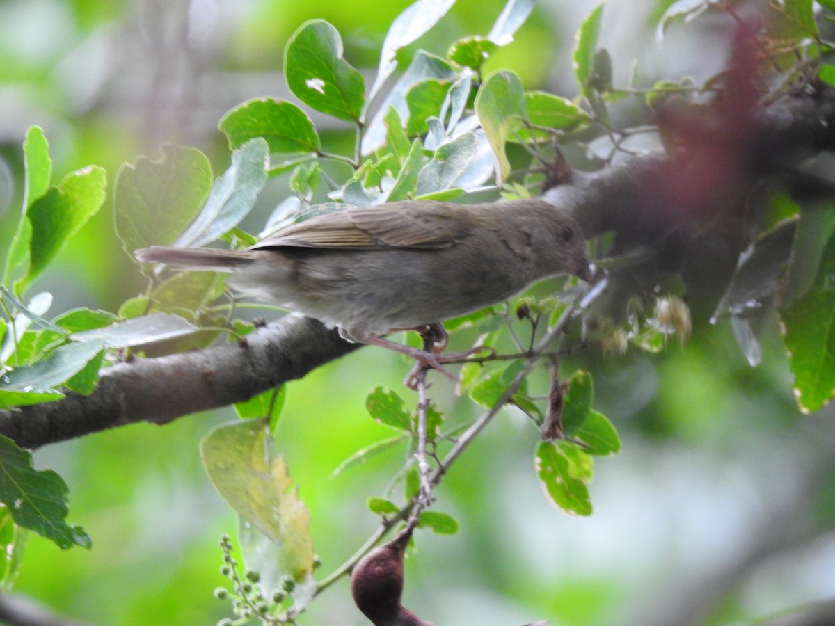 Black-faced Grassquit - ML618895201