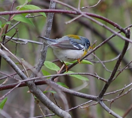 Northern Parula - ML618895210