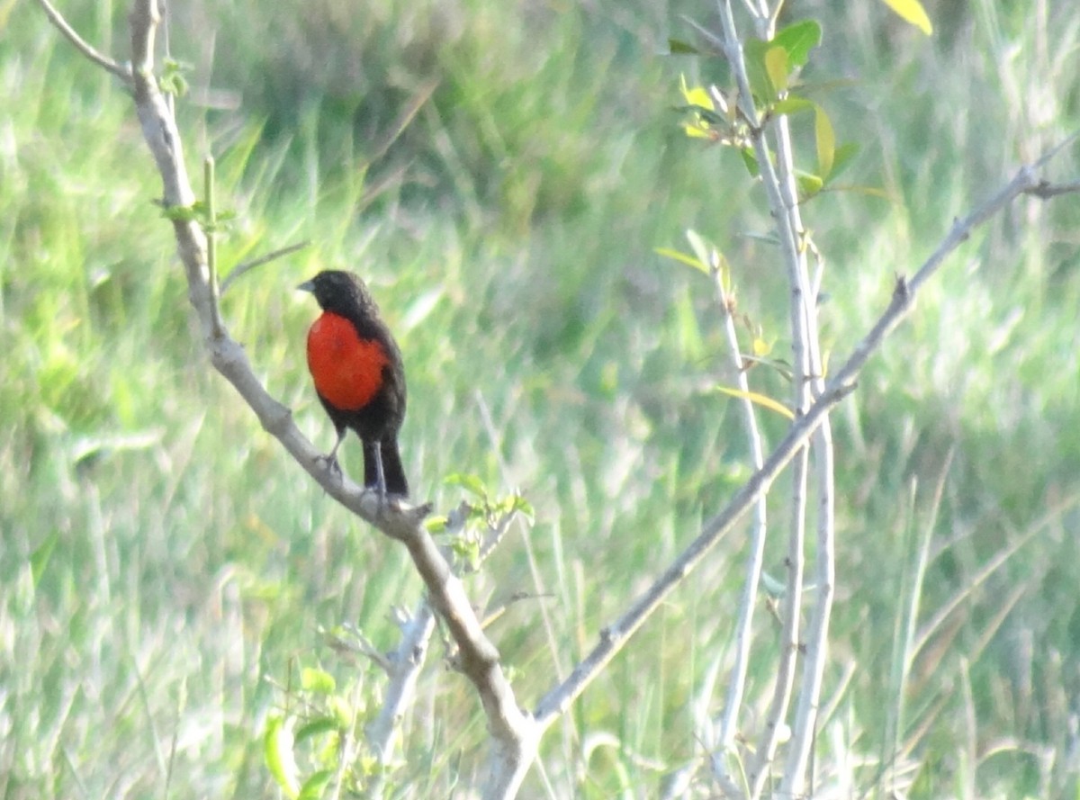 Red-breasted Meadowlark - Eduardo Correa