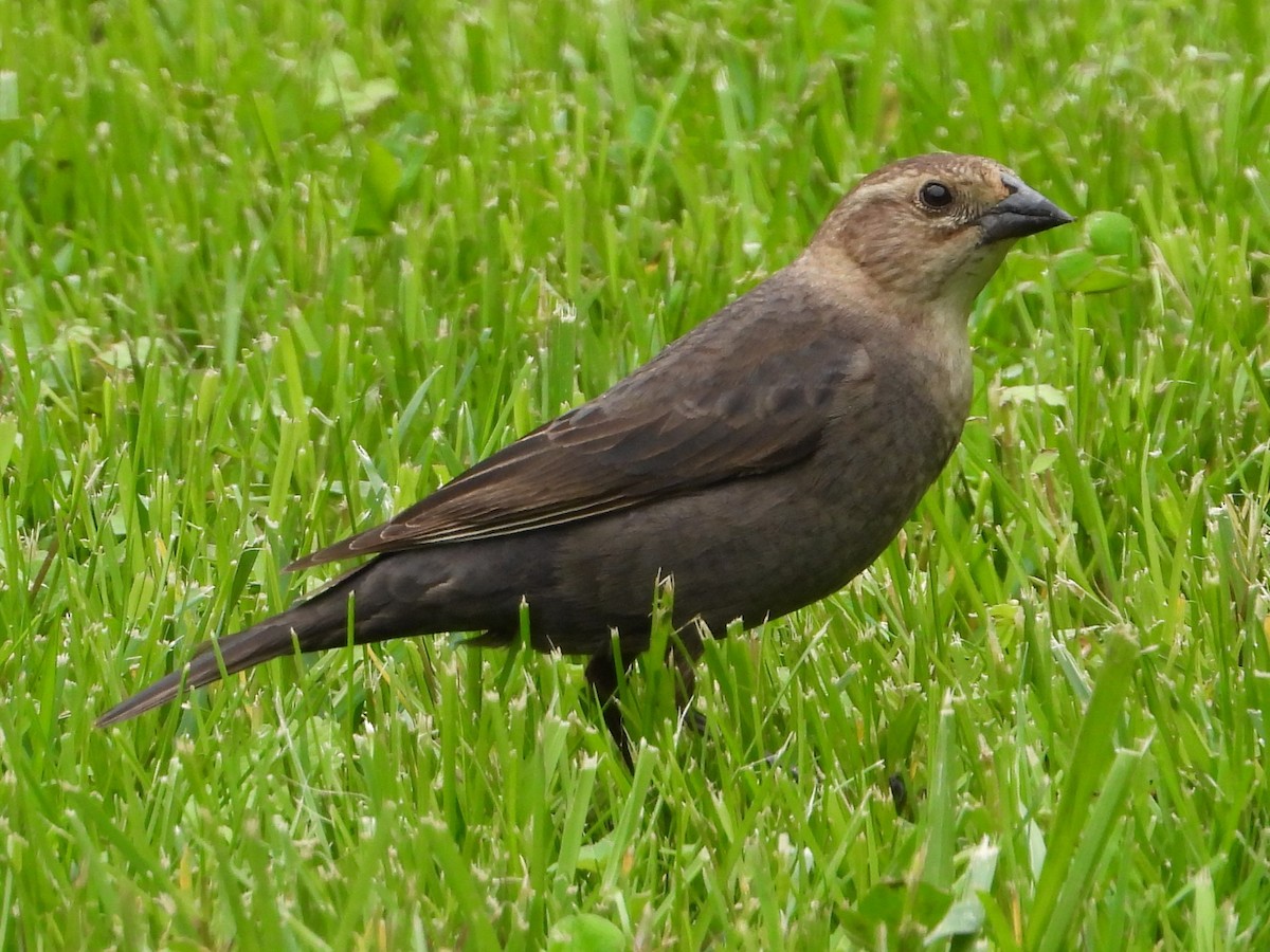 Brown-headed Cowbird - ML618895221