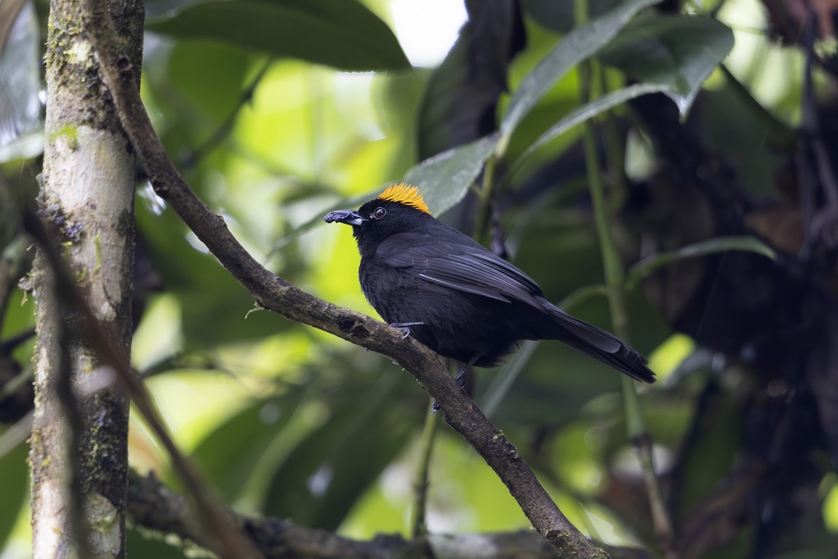 Tawny-crested Tanager - Jon Irvine