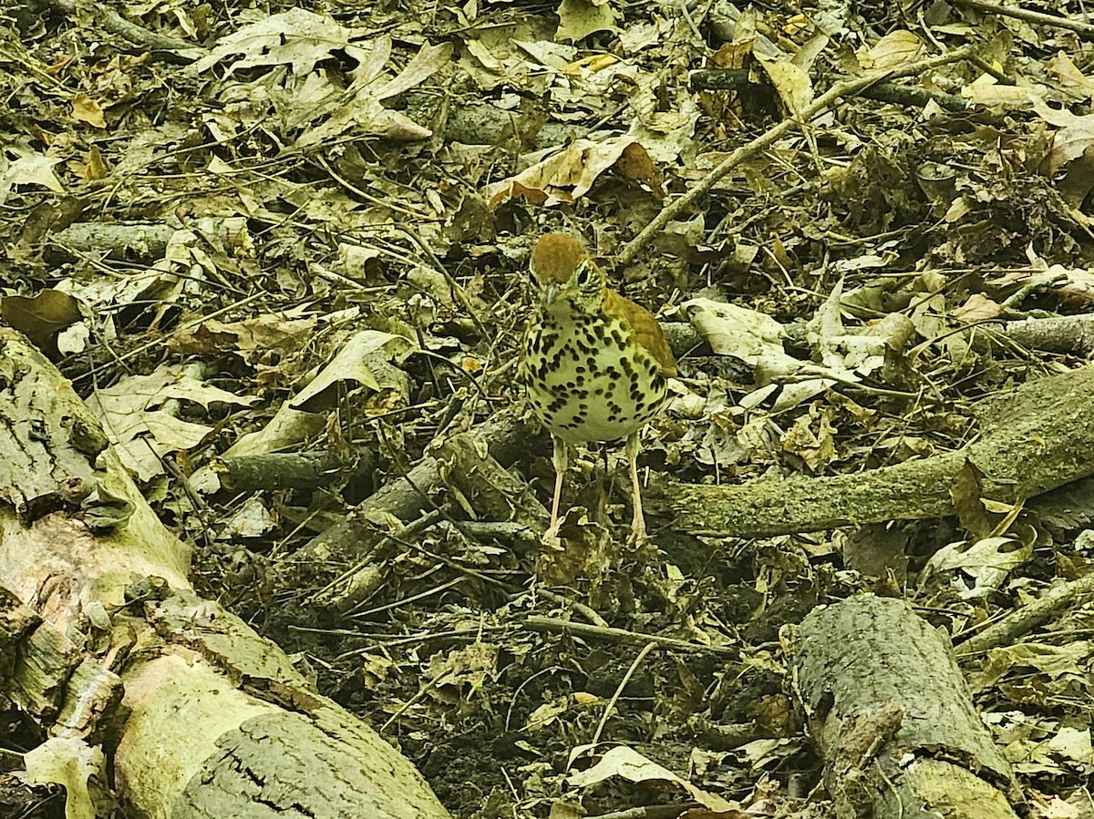 Wood Thrush - Brandon Michael Lowden