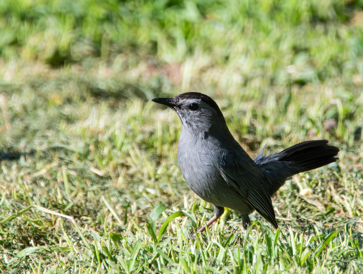 Gray Catbird - Kevin James